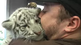 Baby tiger