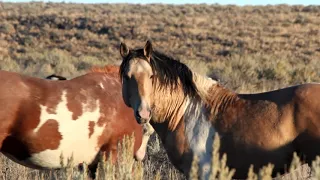 MUSTANGS of our WILD WEST October 2017