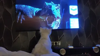 Westie dog going crazy watching Jurassic Park