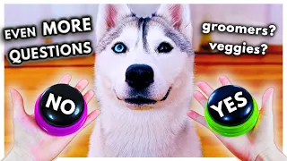 Dog Answers EVEN MORE Fan Questions Using Talking Buttons!