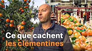 Clémentines, les secrets du fruit fétiche de l'hiver