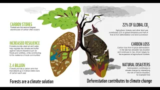 EARTH DAY 2024! FORESTS AND SUSTAINABILITY