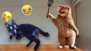 Funniest Cats and Dogs 😘 Funny Animal Videos 2024 🤣
