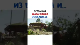 Огромная жаба вышла из болота и...