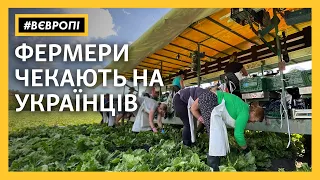 «Без українців буде катастрофа» – чеські фермери чекають на заробітчан | #ВЄвропі