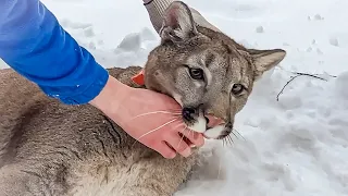 ИСТОРИЯ ПУМЫ НАЛЫ