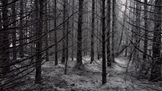 Misty Snow Forest Walk, English Countryside 4K