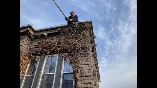 Extreme Vine Removal Last of the vines (Raw Video)