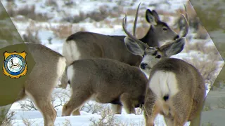 Tough Winter for Wyoming Wildlife