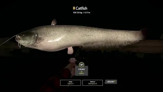 Russian Fishing 4 Trophy Catfish 105kg