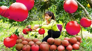 Harvesting Grapefruit Goes to market sell - Garden Fruit  |  Nhất My Bushcraft