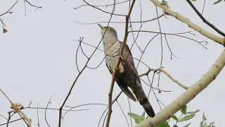 Indian Cuckoo Call भारतीय कोयल (Credit: Ravi Dumpala)