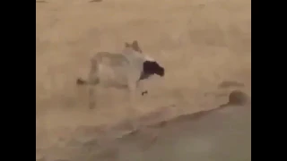 ‏ذئب🐺 يمسك خروفاً كبيراً بأنيابه ويقفز ويهرب به بطريقة مدهشة😮