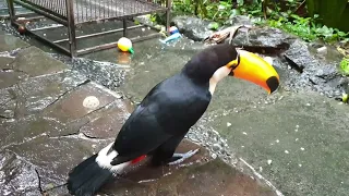 [Toco Toucan] Mouth bored and hungry on rainy days... Eat and broadcast