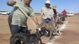 Carrera Galgos - Feria 2008