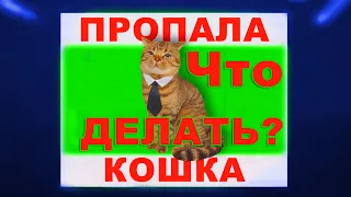 Пропала кошка что делать? - Как найти кота - 11 советов!