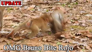 Bite bite by temper angry! Baby Bruno strong bite Rojo behind till s-h-ocking run by surprise scare
