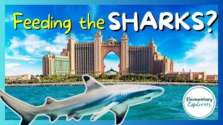 The Dig Aquarium & Shark Feeding at Atlantis - Paradise Island, Bahamas