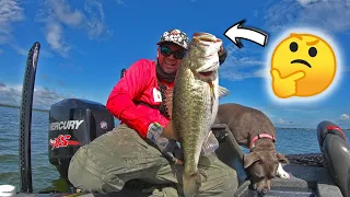 The ONLY Bait you NEED to Catch a Fish on ANY Lake or Pond (4 Rigging Techniques)