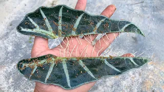 Мало кто знает, как размножить алоказию амазонскую из очень укореняющихся листьев.