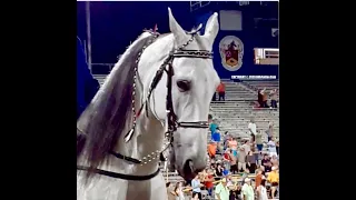 "Hey Tomcat" - Stake Class (Div. B)  At Tennessee Walking Horse Celebration - Aug. 29, 2020