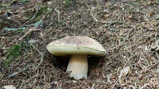 FUNGHI PORCINI AGOSTO 2023 - CHI HA DETTO CHE LA BUTTATA É FINITA???