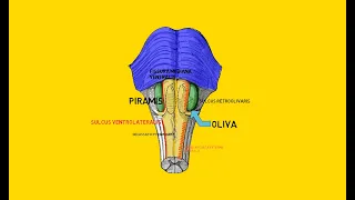 продолговатый мозг. medula oblongata