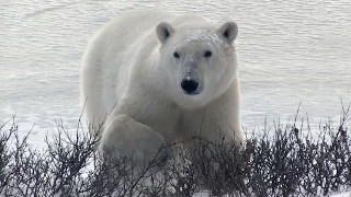 Polar Bear Country -- Churchill, Canada --2016 -- an Adventure