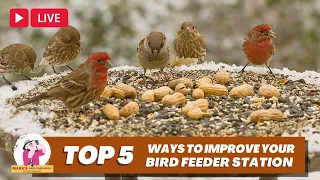 Top 5 (or so) Ways To Improve Your Feeder Station