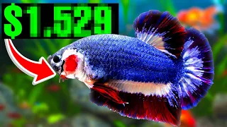 These Are Most EXPENSIVE Betta Fish!