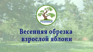 Весенняя обрезка взрослой яблони