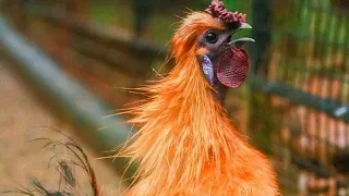 Rooster Crowing Compilation Plus - Rooster crowing sounds Effect 2024