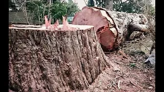 Женщина из зависти срубила деревья соседей и поплатилась за это. Месть вышла такой мощной!