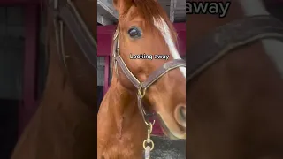 Stress Signs In Horses