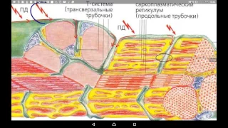 Физиология мышечного сокращения