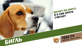 TEST.TV: Бигль собака которая бегает по кругу. Beagle dog with english subtitles.