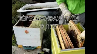 Пересадка пчел в новые улья(ППУ)