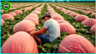 The Most Modern Agriculture Machines That Are At Another Level , How To Harvest Pumkins In Farm ▶13