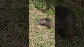 Що за звір живе в міському озері?