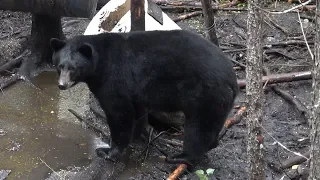 HUNTER BAGS LARGE FALL BLACK BEAR WITH BOW!