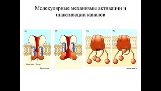 Активный транспорт, управление ионными каналами, GTP-связывающие белки 002 (Part 3)