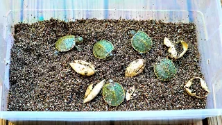 MY TURTLE EGGS HATCHED!!