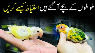 College Road Birds Market Rawalpindi | Birds Market | Parrot Chicks Prices | Green Ringneck | parrot