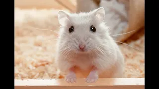 Funny Hamsters Videos Compilation #1  Funny and Cute Moment of the Animals