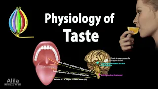 Taste: Anatomy and Physiology, Animation