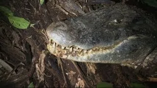 Man vs. Monster in the Amazon