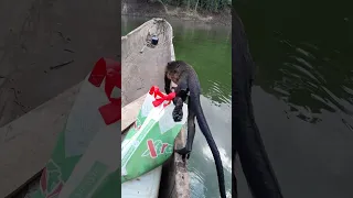 Man on Boat Saves Monkey Struggling in River