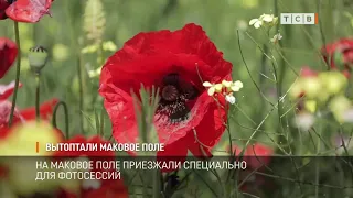 Вытоптали маковое поле