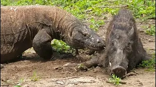 NEW🔥Top 42 Wild Komodo Dragon Moments That Are Super Tense (Hunting,Eating and Attack Alive)