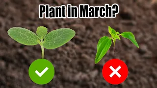 10 Vegetables to Plant in March